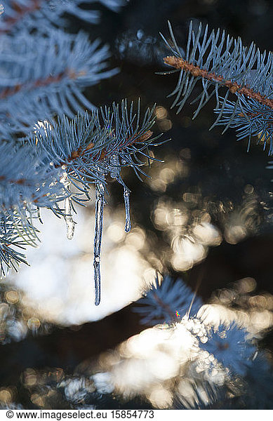 Backlit icicles in branch of blue spruce tree