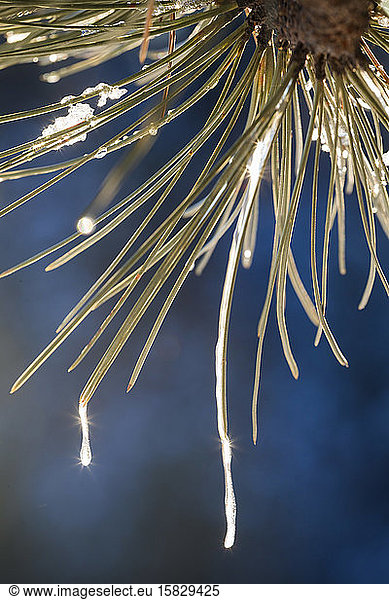 Backlit icicles in needles of ponderosa pine tree
