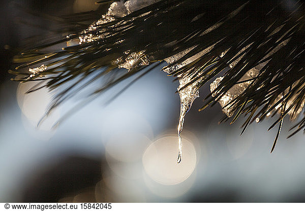 Backlit icicles in needles of ponderosa pine tree