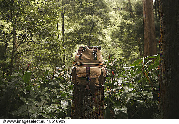 Backpack on tree stump in forest