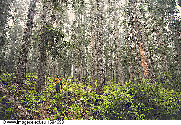 Backpacker hiking through old growth forest  B.C. Canada.