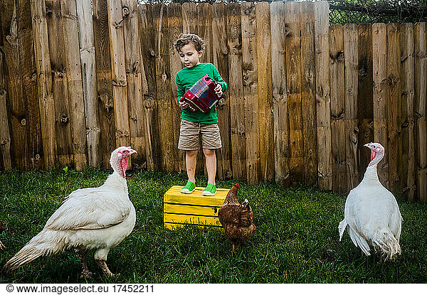 Backyard accordion concert for chickens