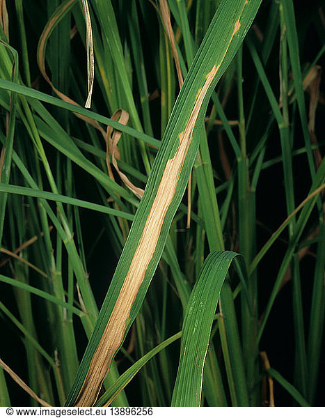 Bacterial Blight Of Rice Bacterial Blight Of Rice,bacterial Blight ...