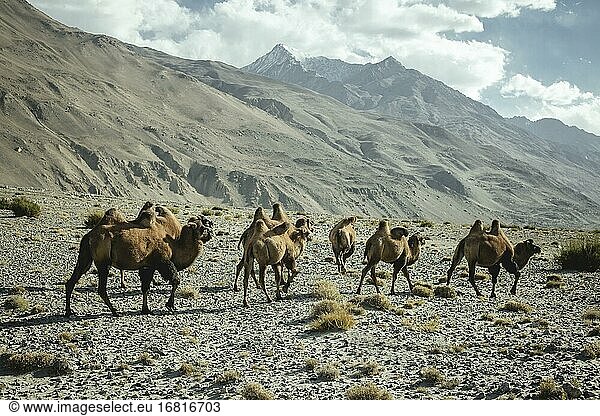 Bactrian camels (Camelus Ferus) on a scree slope in front of a scree ...