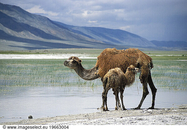 Bactrian camels  western Mongolia