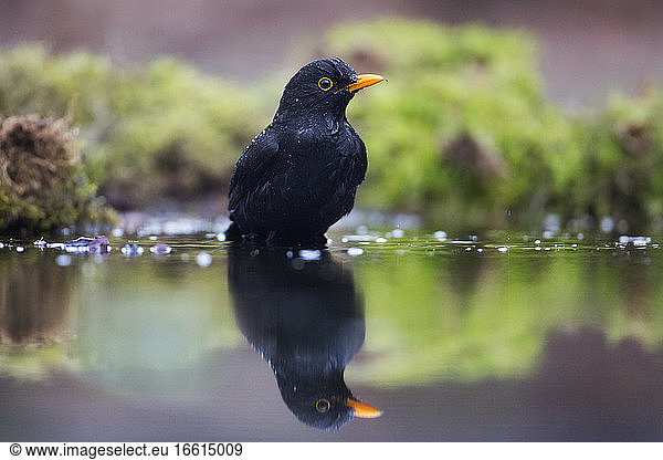 Badend mannetje Merel  Eurasian Blackbird male bathing
