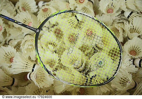 Badminton racket with shuttlecocks  pile  amount  number  much  sport  badminton  game ball  sports equipment  racket  shuttlecock  white  studio shot