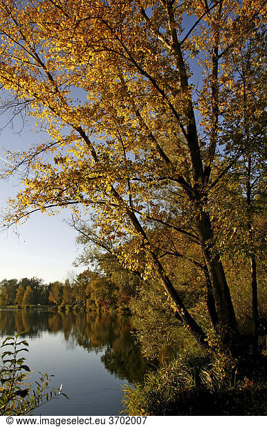 Baggersee  Herbst  Ingolstadt  Bayern  Deutschland  Europa