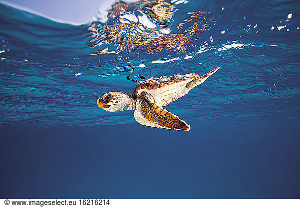 Bahamas  Turtle at sea