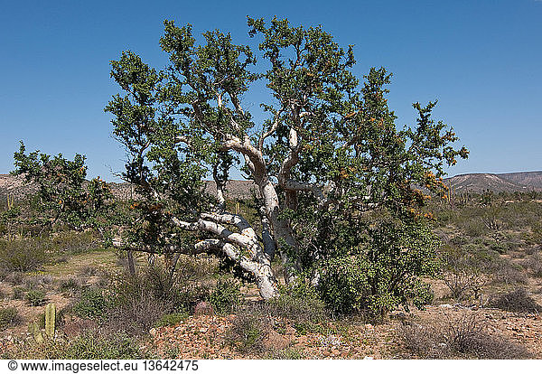Baja Elephant Tree (Pachycormus discolor) is an endemic tree of Baja  Mexico. It is a member of the cashew family (Anacardiaceae).