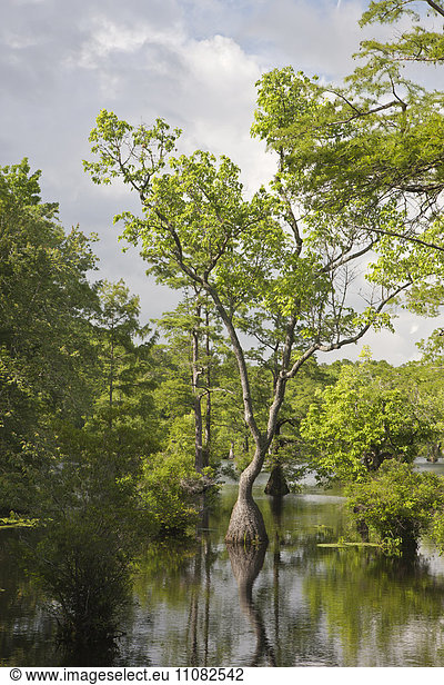 Bald cypresses on swamp  North Carolina  USA