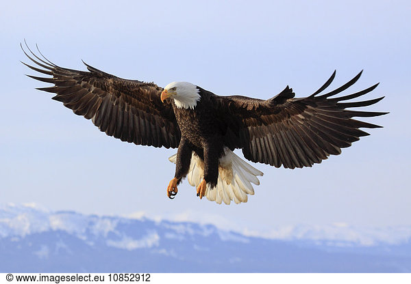 Bald eagle  Alaska  United States of America  North America