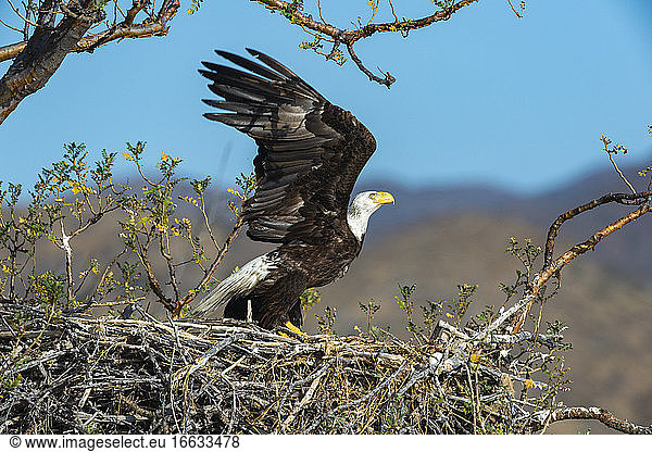 Bald eagle (Haliaeetus leucocephalus) Adult eagle and chick on nest BCS Mexico.