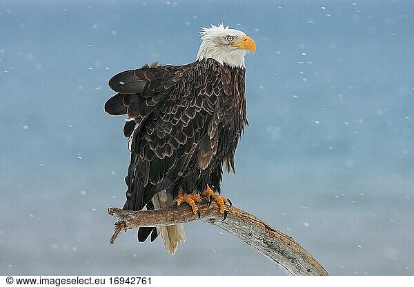 Bald Eagle (Haliaeetus leucocephalus)  Alaska  USA  Nordamerika