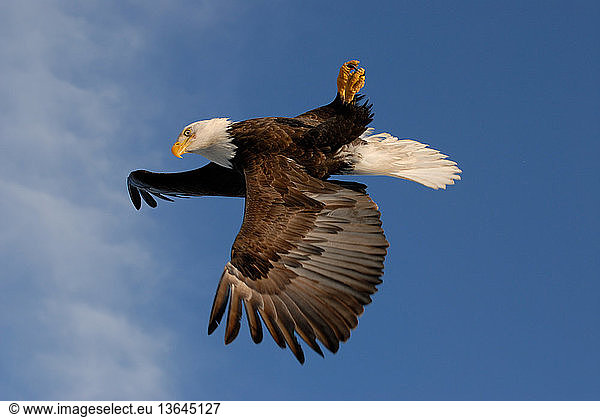 Bald Eagle (Haliaeetus leucocephalus) flying upside-down. Homer  Cook Inlet  Kachemak Bay  Alaska.
