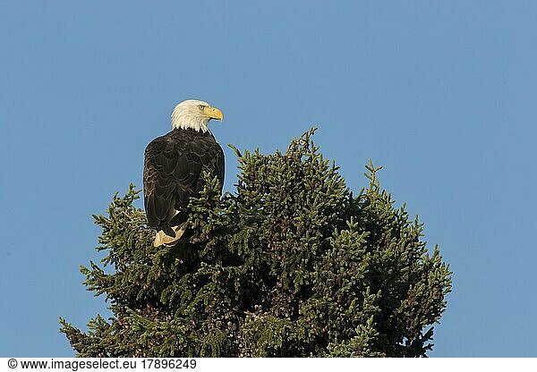 Bald eagle (Haliaeetus leucocephalus) perched at top of coniferous tree. .