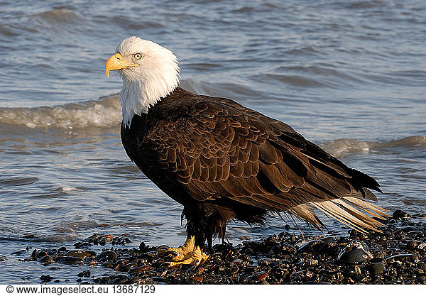 Bald Eagle (Haliaeetus leucocephalus) standing on shoreline. Homer  Cook Inlet  Kachemak Bay  Alaska.