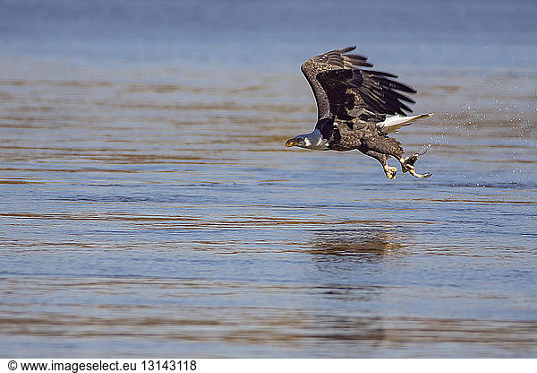 Bald eagle hunting fish over lake