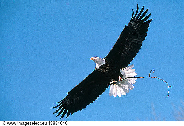 Bald Eagle in Flight with Stick