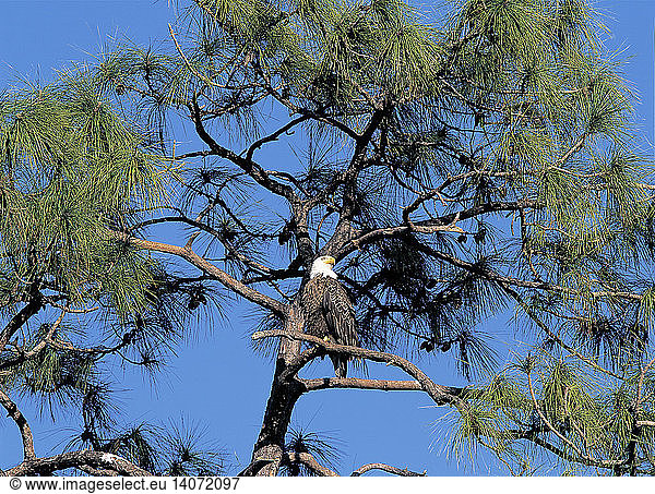 Bald Eagle in pine tree