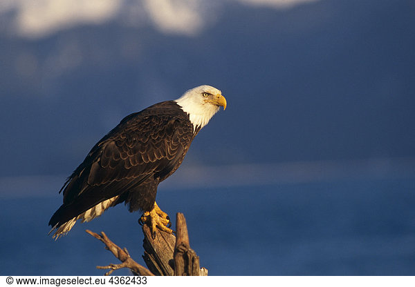 Bald Eagle Perched on log Kachemak Bay Winter AK