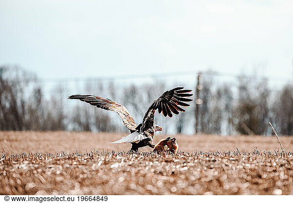 Bald Eagle's Triumph Over a Groundhog