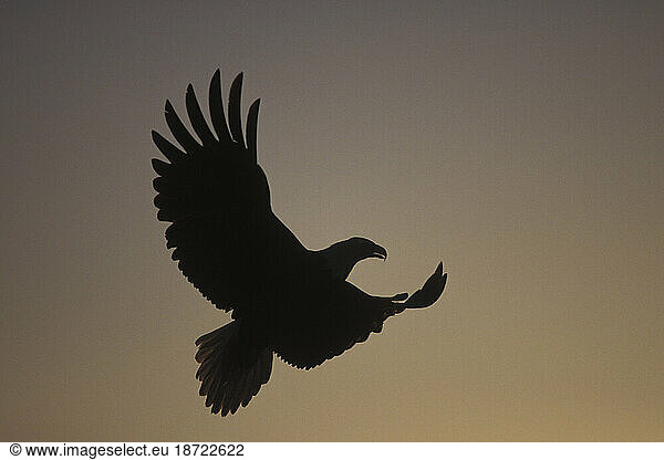 Bald Eagle Silhouetted at Sunset  Kachemak Bay  Alaska