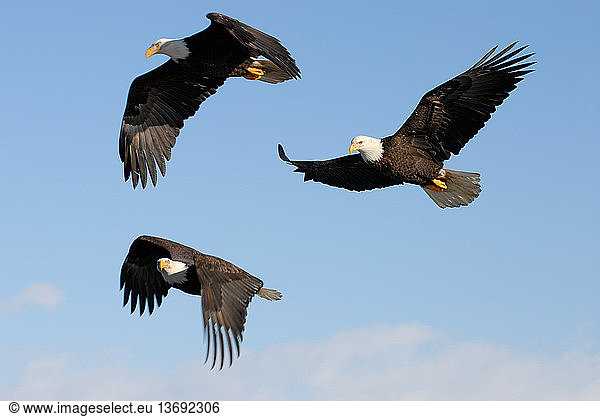 Bald Eagles (Haliaeetus leucocephalus) in flight. Homer  Cook Inlet  Kachemak Bay  Alaska.