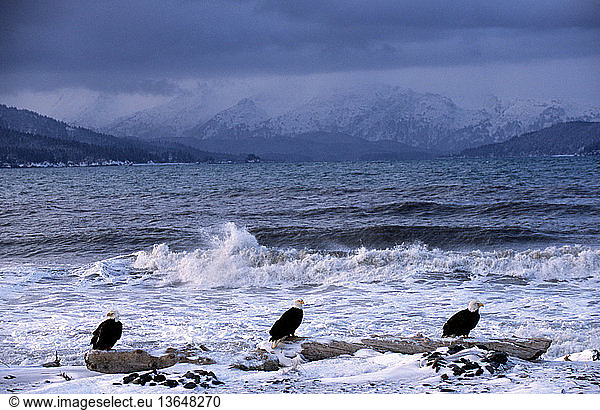 Bald Eagles  (Haliaeetus leucocephalus)  perched on the shoreline at Kachemak Bay  in Homer  Alaska.