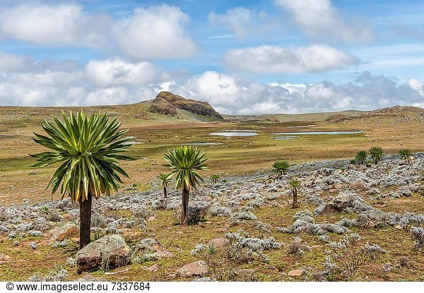 Bale mountains national park  Giant lobelia Lobelia rhynchopetalum  Southern Ethiopia
