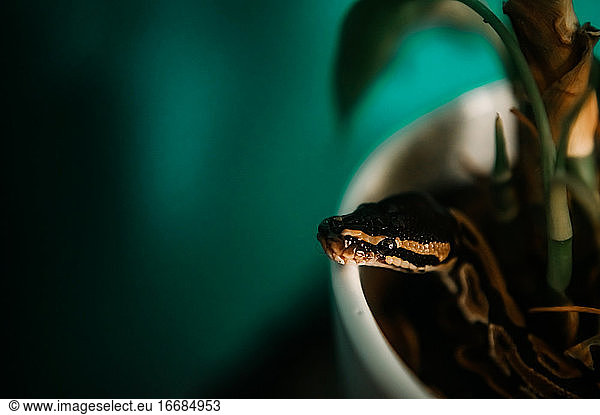 Ball Python hanging out in plant