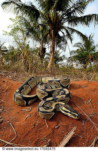 Ball python (Python regius) crawling  Togo  From Senegal to Uganda.