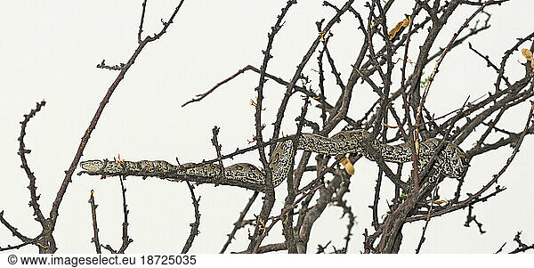 Ball Python (Python regius) in tree  Onguma Safari Camp  near Etosha National Park  Kunene Region  Namibia