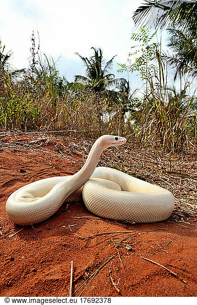 Ball python (Python regius) Leucistic  Togo  From Senegal to Uganda.