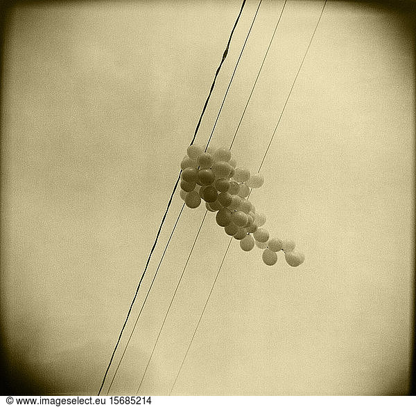 balloons  stuck  wires