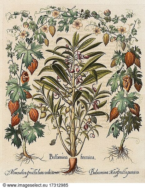 Balsam apple Bitter melon (Momordica charantia) Hand-coloured copper engraving by Basilius Besler  from Hortus Eystettensis  1613