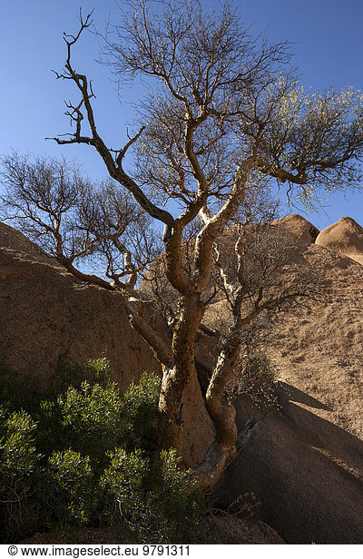 Balsambaum (Commiphora glaucescens)  Spitzkoppe  Damaraland  Namibia  Afrika