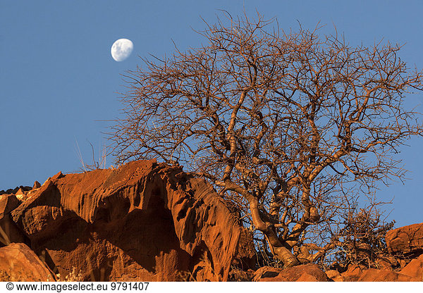 Balsambaum (Commiphora glaucescens) zwischen Felsen  Mond am Himmel  Twyfelfontein  Namibia  Afrika