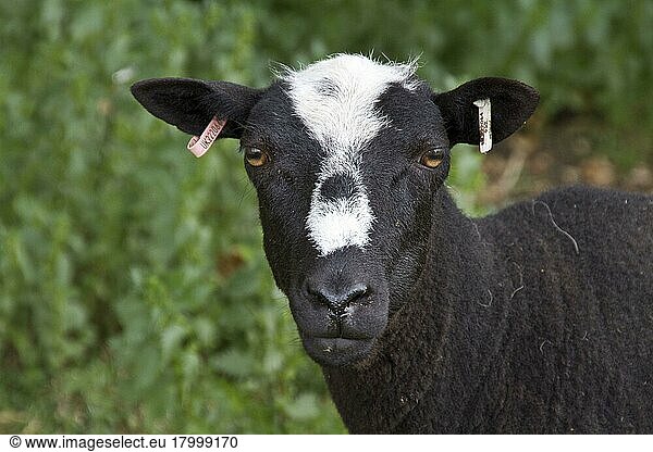 Balwen-Welsh-Mountain-Schafe  reinrassig  Haustiere  Huftiere  Nutztiere  Paarhufer  Säugetiere  Tiere  Hausschafe  Balwen Sheep with ear taggs