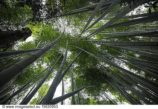 Bamboo Forest of Kamakura  Japan