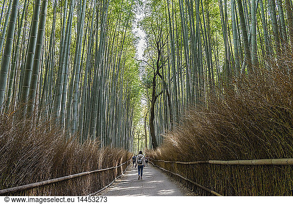 Bamboo Forest  the Arashiyama Bamboo Grove or Sagano Bamboo Forest  a natural forest of bamboo in Arashiyama  Kyoto  Japan.