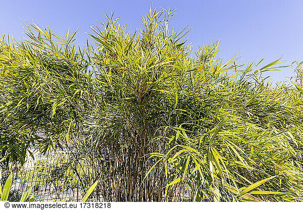 Bamboo (Pleioblastus linearis)