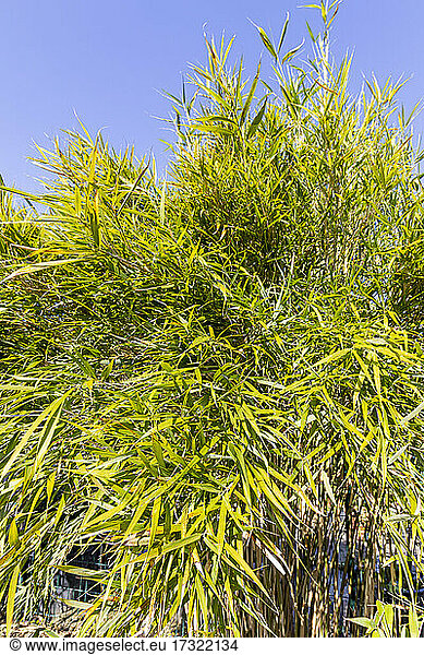 Bamboo (Pleioblastus linearis)