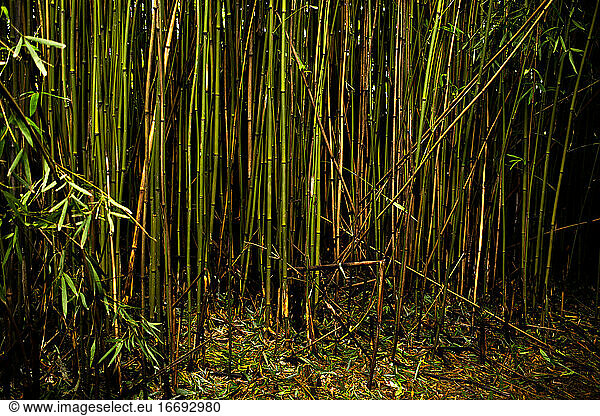 Bamboo Shoots in Maui Bamboo Forest