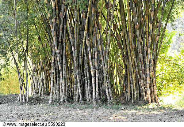 Bambus (Bambuseae)  Jardin Bot·nico de Cienfuegos  Botanischer Garten Cienfuegos  Kuba  Große Antillen  Karibik  Mittelamerika  Amerika