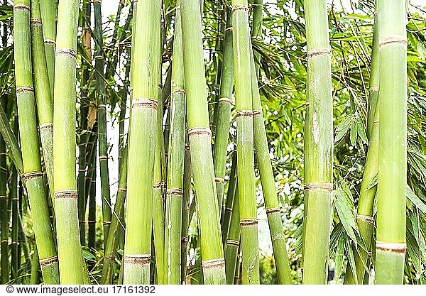 Bambus im Dschungel von Bukit Lawang  Gunung Leuser National Park  Nordsumatra  Indonesien