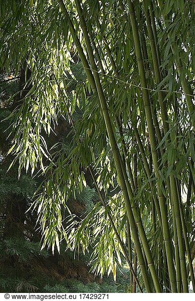 Bambus (Phyllostachys)  Baden-Württemberg  Deutschland  Europa