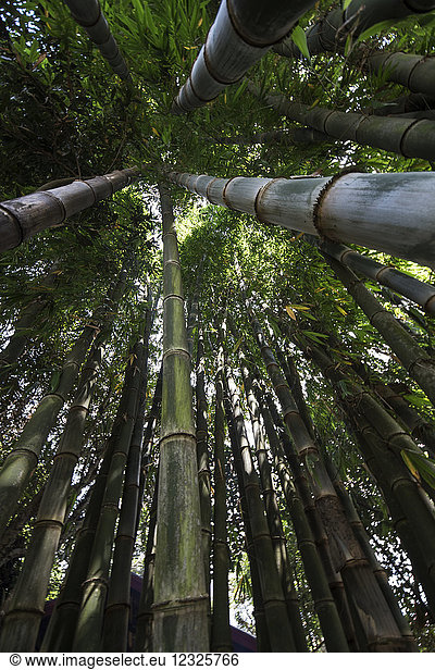 Bambus  SeneToui-Plantage  Bolaven-Plateau; Champasak  Laos