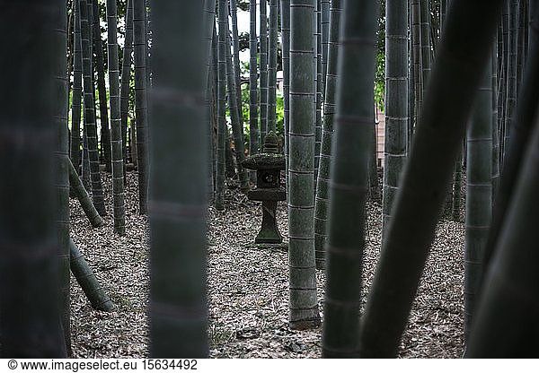 Bambuswald in Tokio  Japan