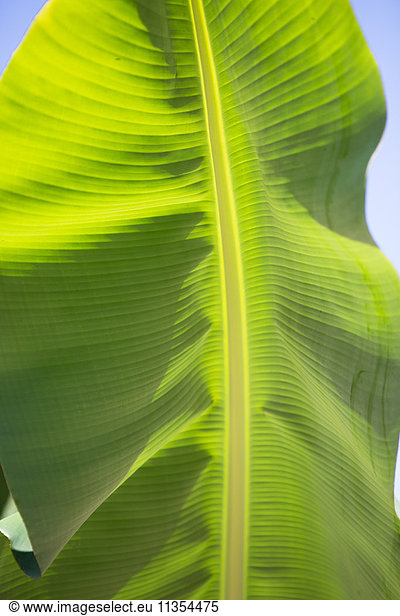Banana leaf on sunny day